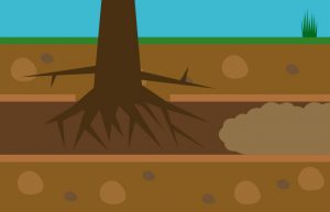 Tree Roots in Drain